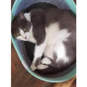 Lost Cat Lily