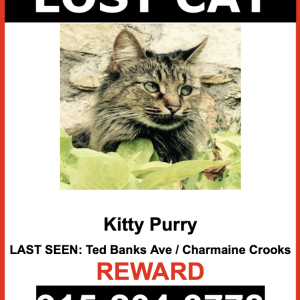 Image of Kitty Purry, Lost Cat