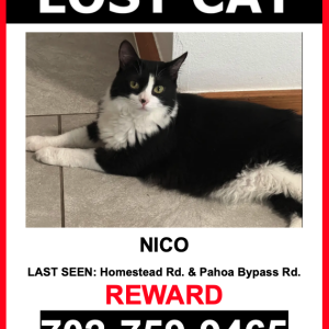 Lost Cat Nico