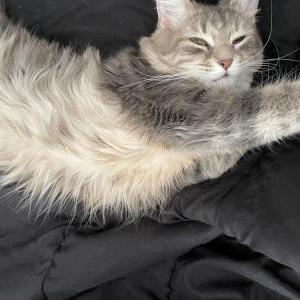 Lost Cat gypsy