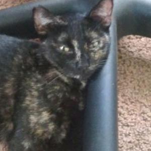 Image of PATCHES, Lost Cat