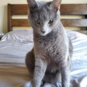 Lost Cat Meadow