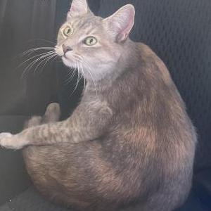 Lost Cat Tulip