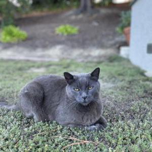 Lost Cat Napoleon