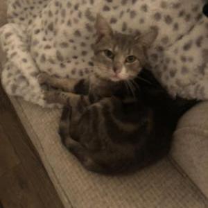 Lost Cat Obie