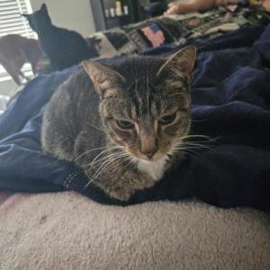 Lost Cat Flint