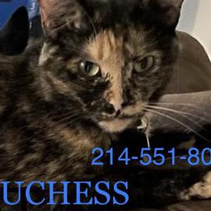 Lost Cat Duchess Ophelia