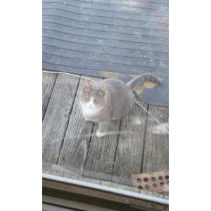 Lost Cat Bubba