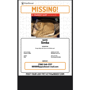 Lost Cat Simba