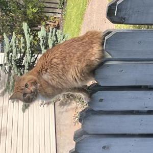 Found Cat Unknown