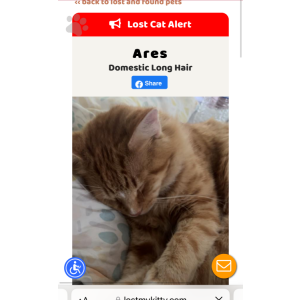 Image of ares, Lost Cat