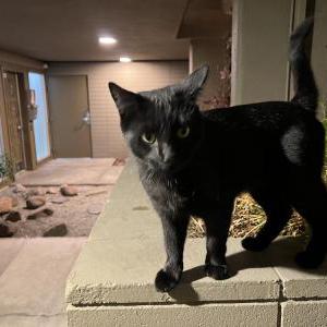 Found Cat Unknwon