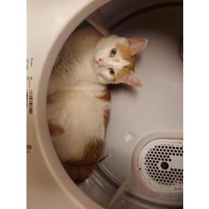 Lost Cat Turbo