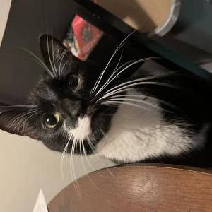 Image of Binnie, Lost Cat