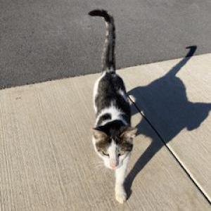 Found Cat Unknown