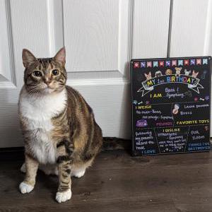 Lost Cat Symphony