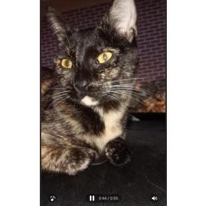 Lost Cat Pooky
