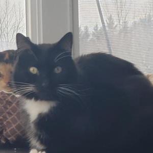 Lost Cat Eros