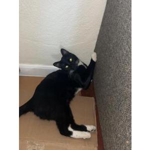 Lost Cat Noodle