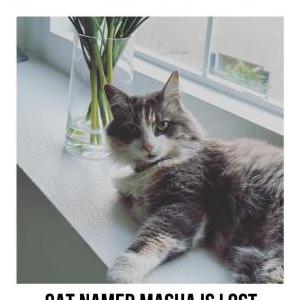 Lost Cat Masha