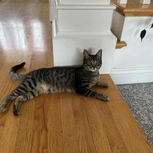 Lost Cat Apollo