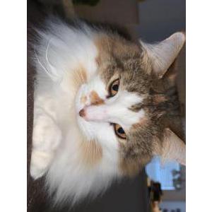 Lost Cat Mango