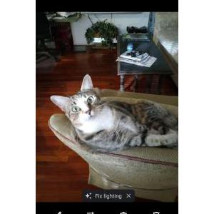 Image of Miss Kitty Diogi, Lost Cat