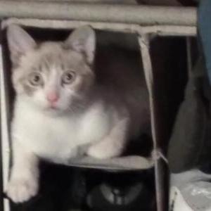 Lost Cat Smokey
