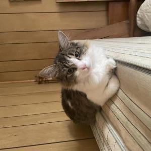 Lost Cat Voodoo