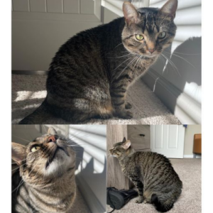 Lost Cat Tiggy