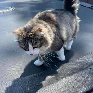Lost Cat Pauly