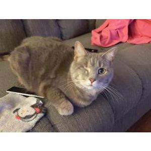 Lost Cat Lillie Mae