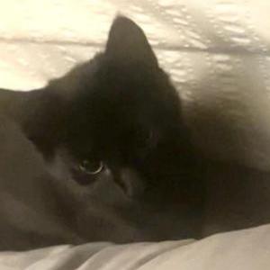 Image of Salem, Lost Cat