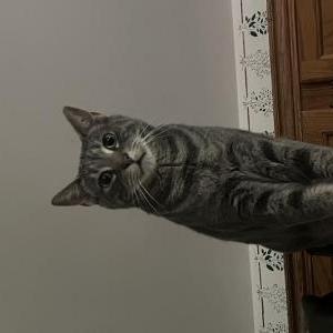 Lost Cat Tweak