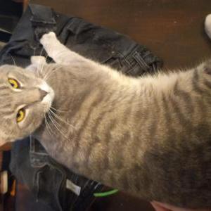 Lost Cat Shortround