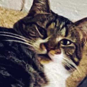 Image of Kissinger, Lost Cat