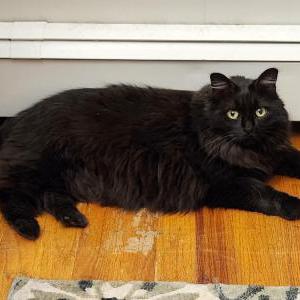 Lost Cat Zinnie
