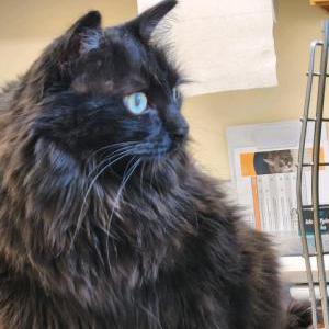 2nd Image of Zinnie, Lost Cat