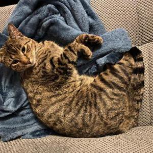 Lost Cat Zeppelin