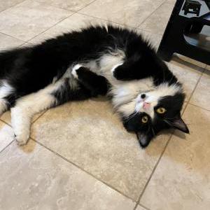 Lost Cat Oreo