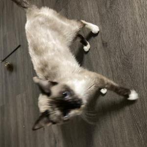 Lost Cat Stella