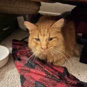 Found Cat unknown