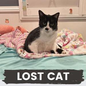 Lost Cat Black & White