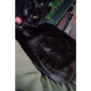 Lost Cat Crack/Salem