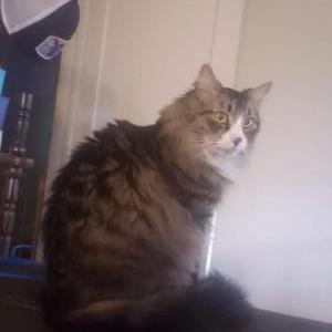 Lost Cat Zeus