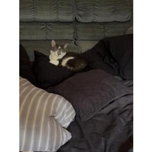 Lost Cat Mr Titty