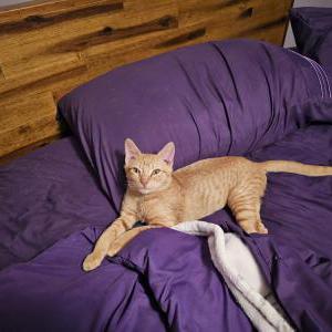 Lost Cat Ollie