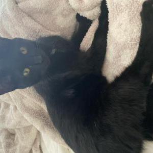 Image of Peekaboo, Lost Cat