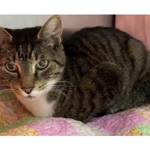 Lost Cat Ziggy