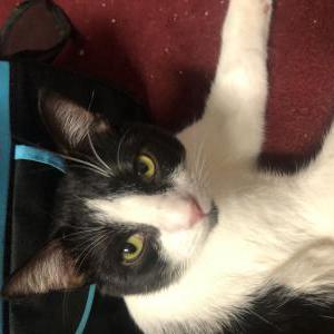 Lost Cat Bradley